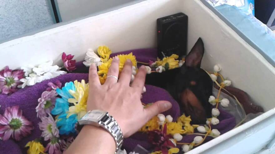Hỏa táng chó tại Dong Nai Pet Cremation