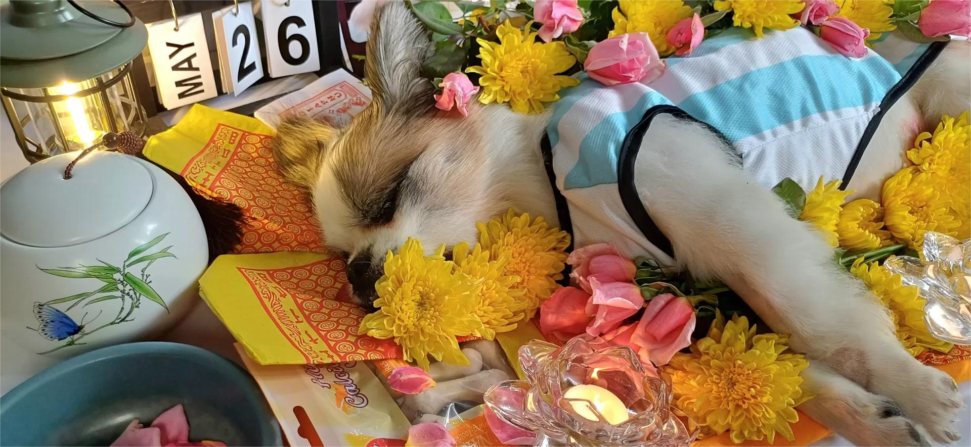 Dịch vụ thiêu chó mèo uy tín, tận tâm tại Dong Nai Pet Cremation