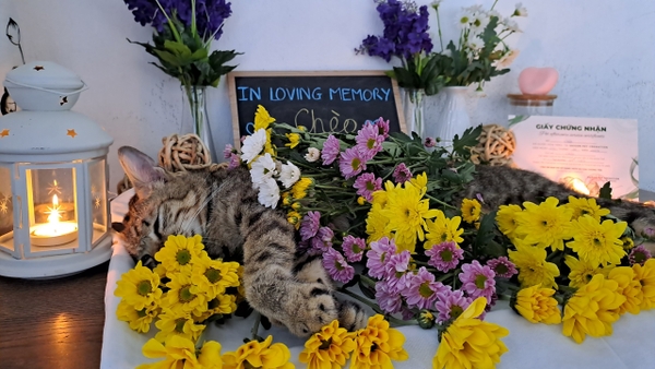 In Loving Memory Of Chèo