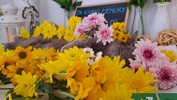 In Loving Memory Of Shi