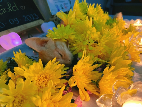 In Loving Memory Of Gold