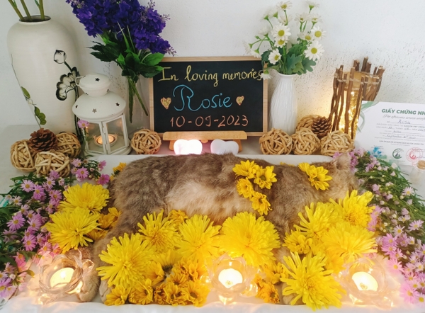 In Loving Memory Of Rosie