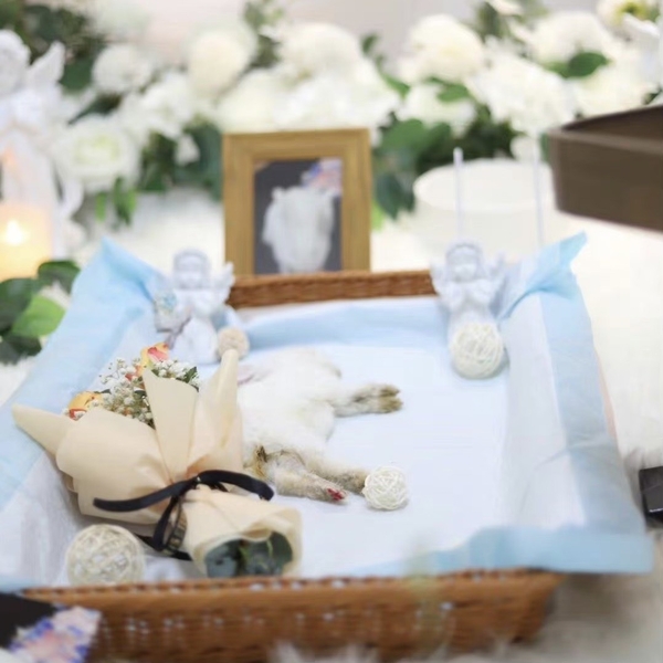 HỎA TÁNG THÚ CƯNG – NHỮNG THÔNG TIN BẠN CẦN BIẾT