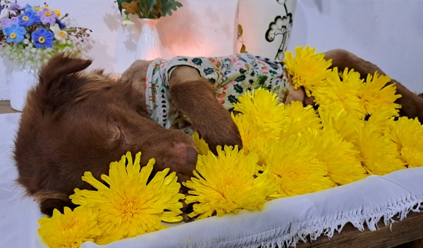 Hỏa Táng Thú Cưng – Sự Trân Trọng Cuối Cùng Dành Cho Pet