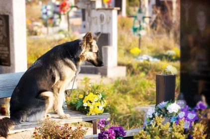 Tổ Chức Tang Lễ Cho Thú Cưng Tại Đồng Nai – Dong Nai Pet Cremation