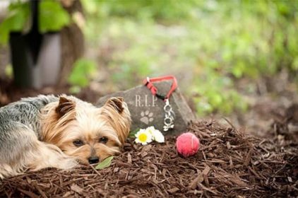 Cần Làm Gì Trước Khi Hỏa Táng Chó